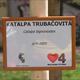 2 Katalpa